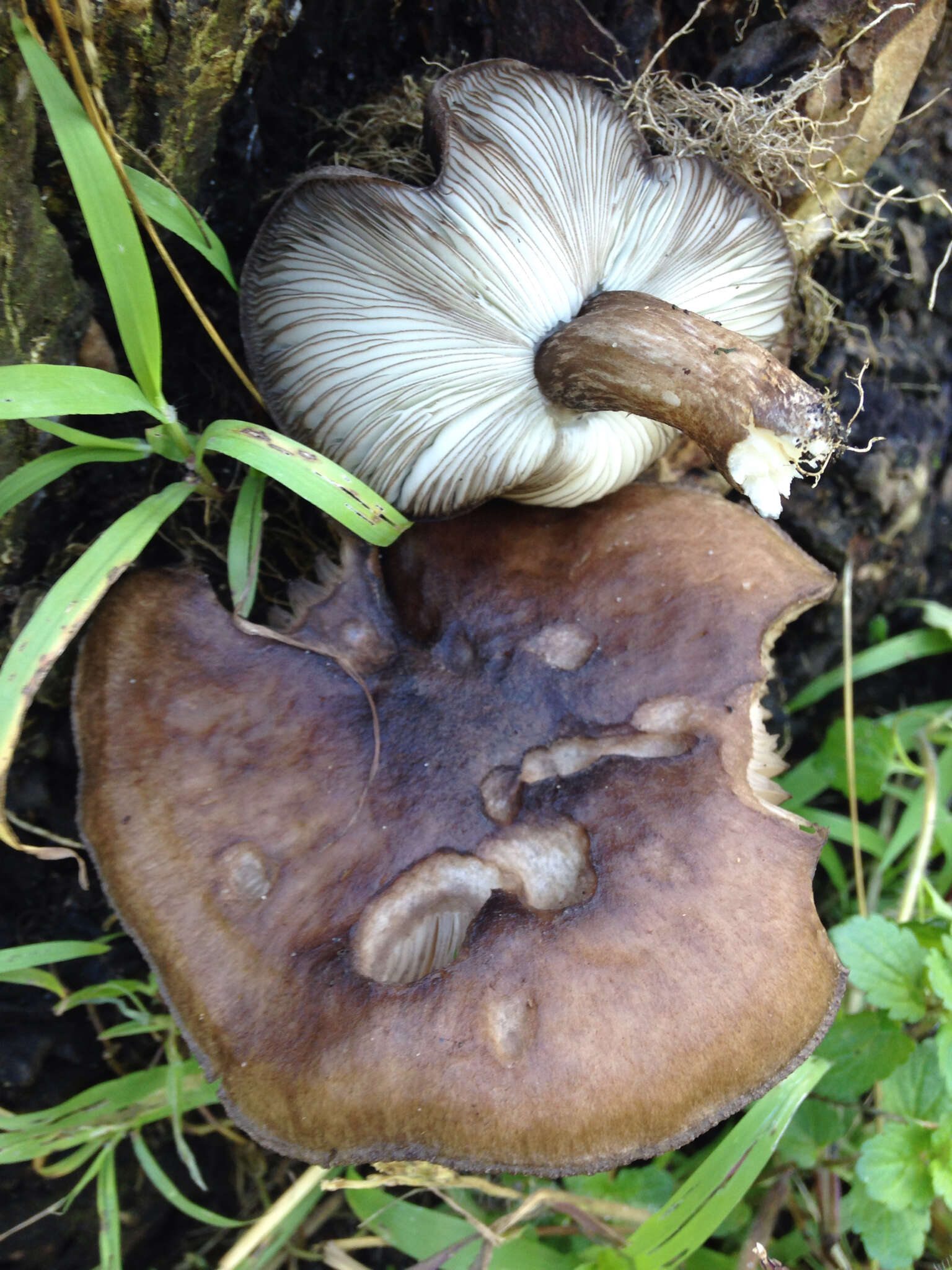 Pluteus atromarginatus (Konrad) Kühner 1935 resmi