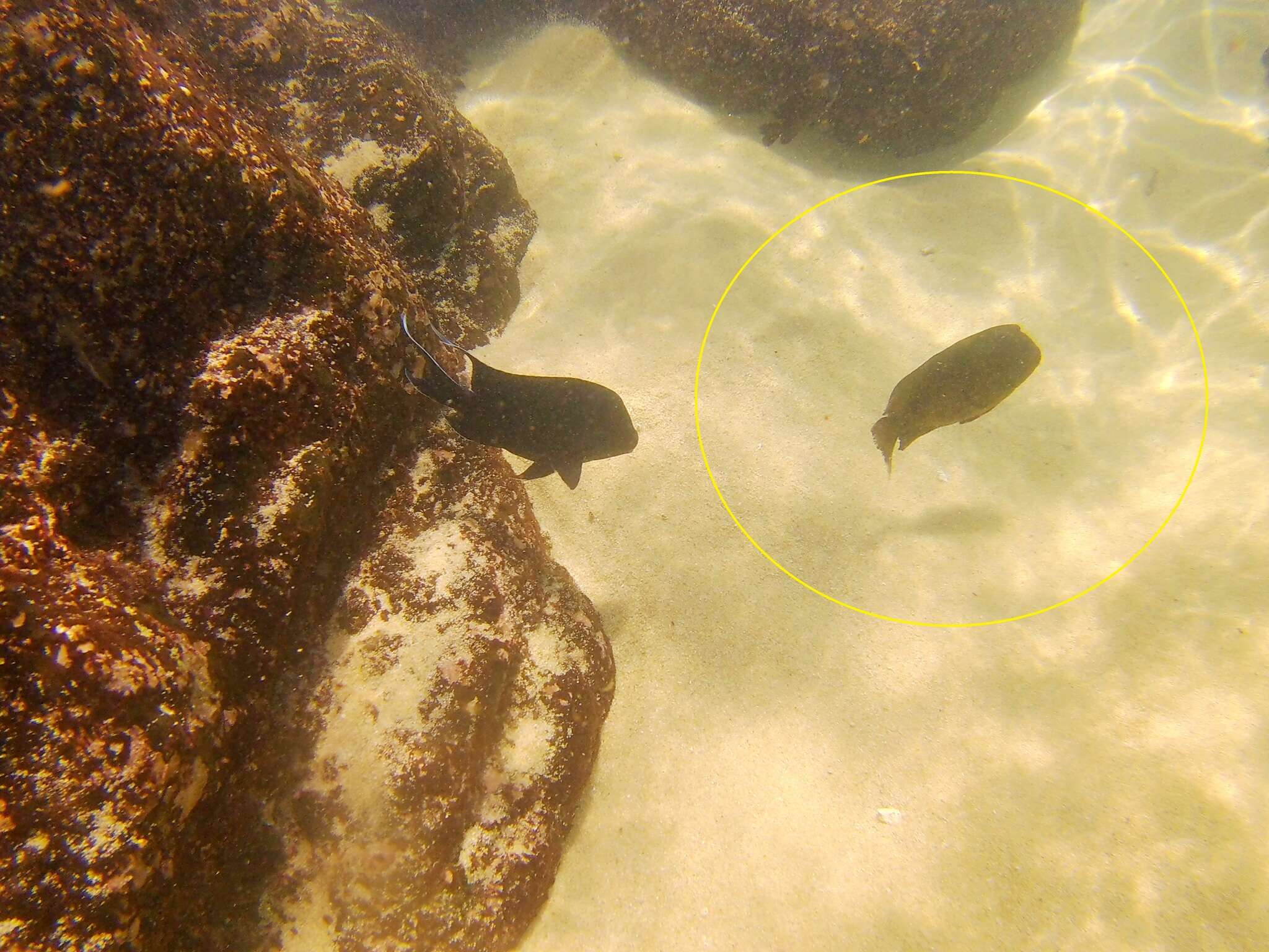 Image of Bumphead damselfish