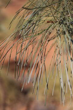 Image of Grevillea pyramidalis A. Cunn. ex R. Br.