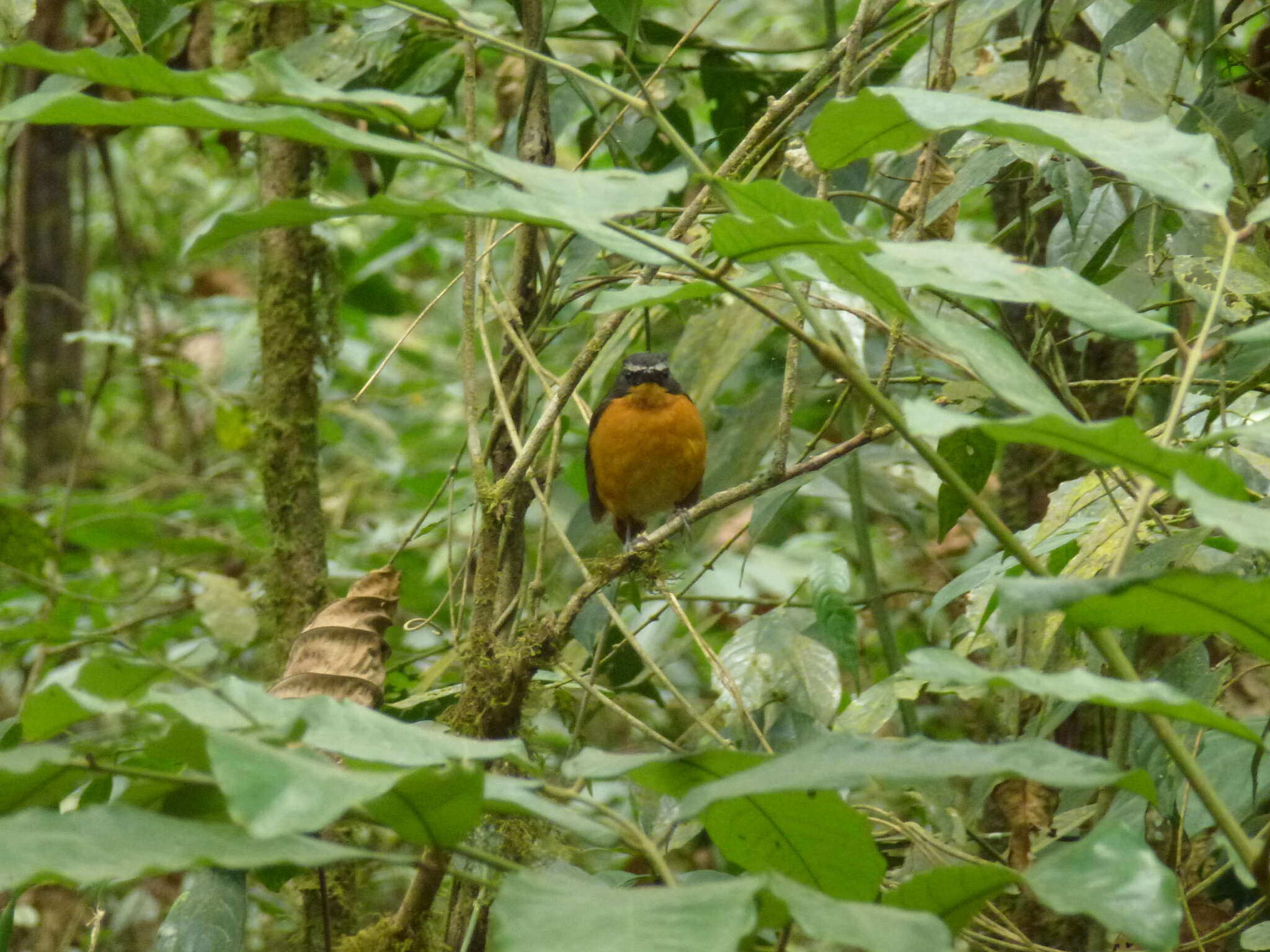 Image of Mountain Robin-Chat