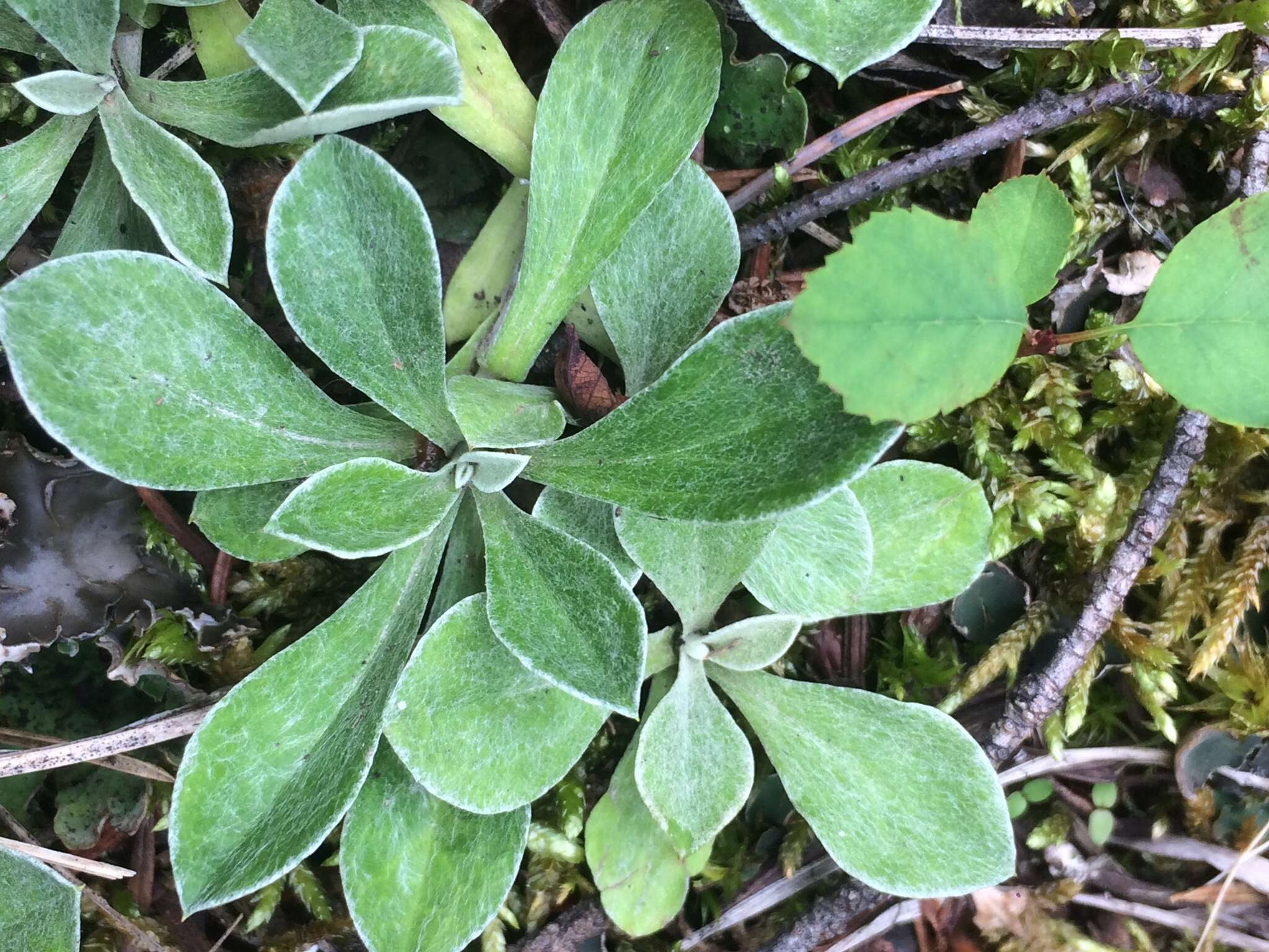 Imagem de Antennaria howellii subsp. neodioica (Greene) R. J. Bayer