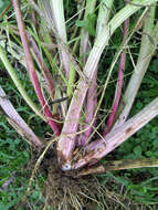 Image of Mexican Plantain