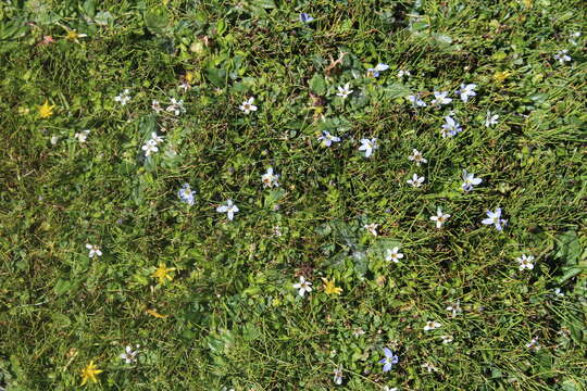 Image de Lobelia galpinii Schltr.