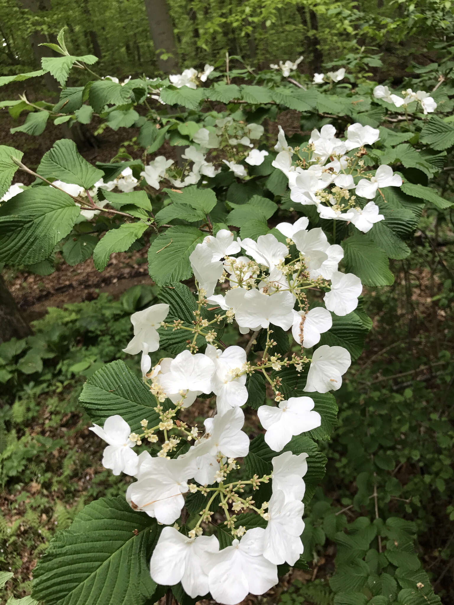 Image of Viburnum plicatum var. tomentosum (Thunb. ex Murray) Miq.