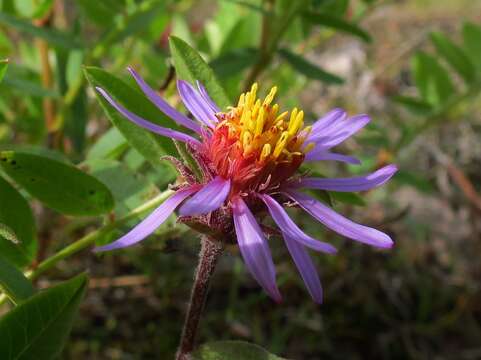 Image de Eurybia sibirica (L.) G. L. Nesom