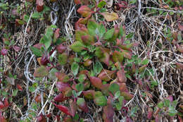 Sivun Tetragonia implexicoma (Miq.) Hook. fil. kuva