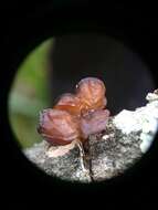 Image of Auricularia minor Kobayasi 1981