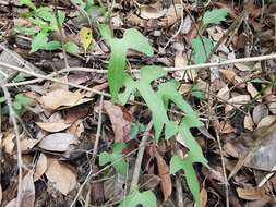 Image de Aristolochia pentandra Jacq.