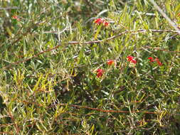 Image of Grevillea fasciculata R. Br.