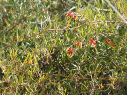 صورة Grevillea fasciculata R. Br.