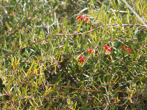 Image of Grevillea fasciculata R. Br.