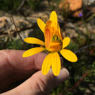 Ursinia paleacea (L.) Moench resmi