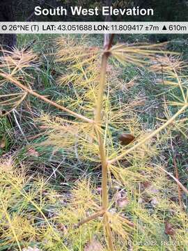 Image of Asparagus tenuifolius Lam.