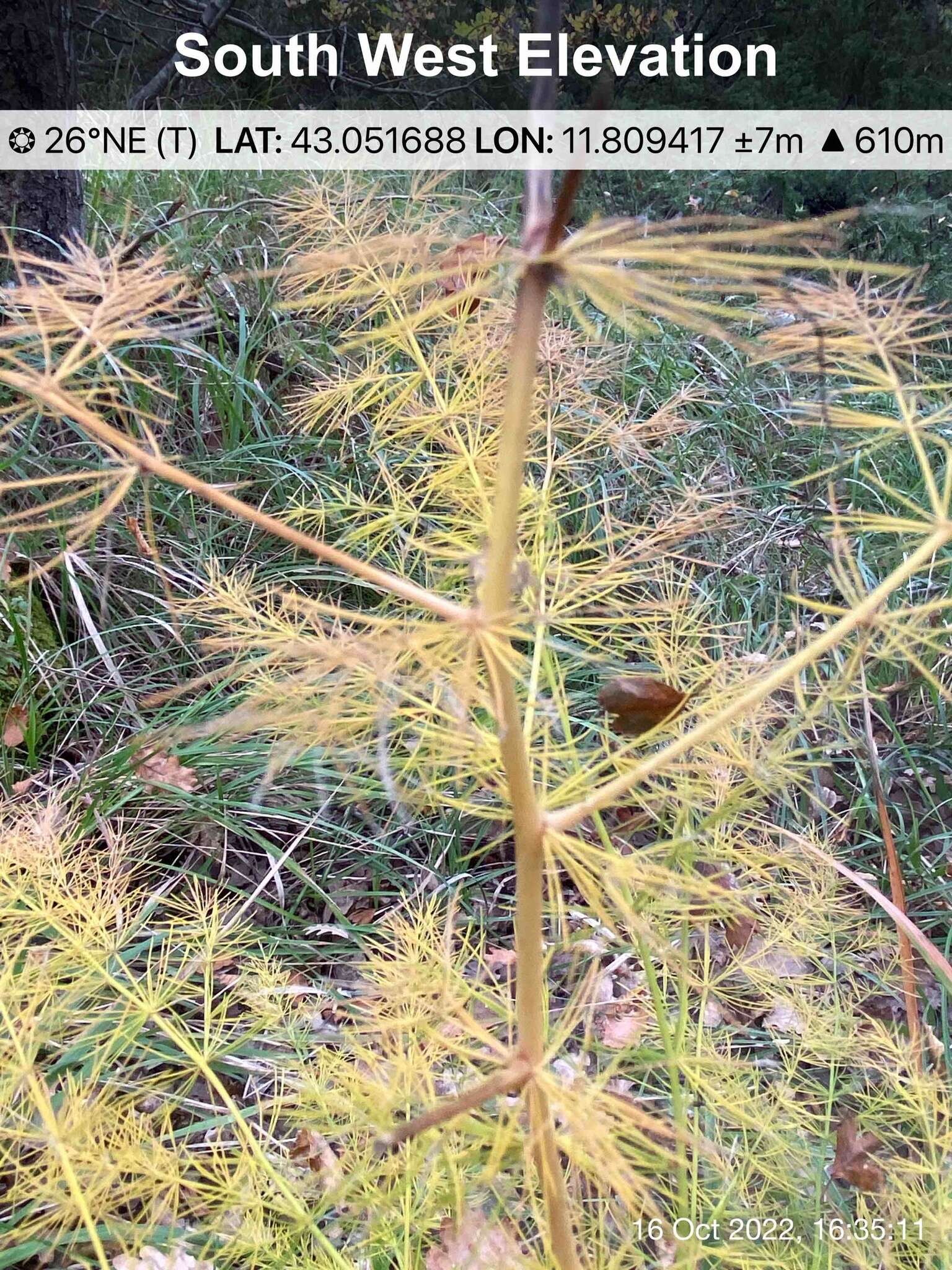 Image of Asparagus tenuifolius Lam.