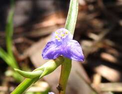 Image of Cyanotis axillaris (L.) D. Don ex Sweet