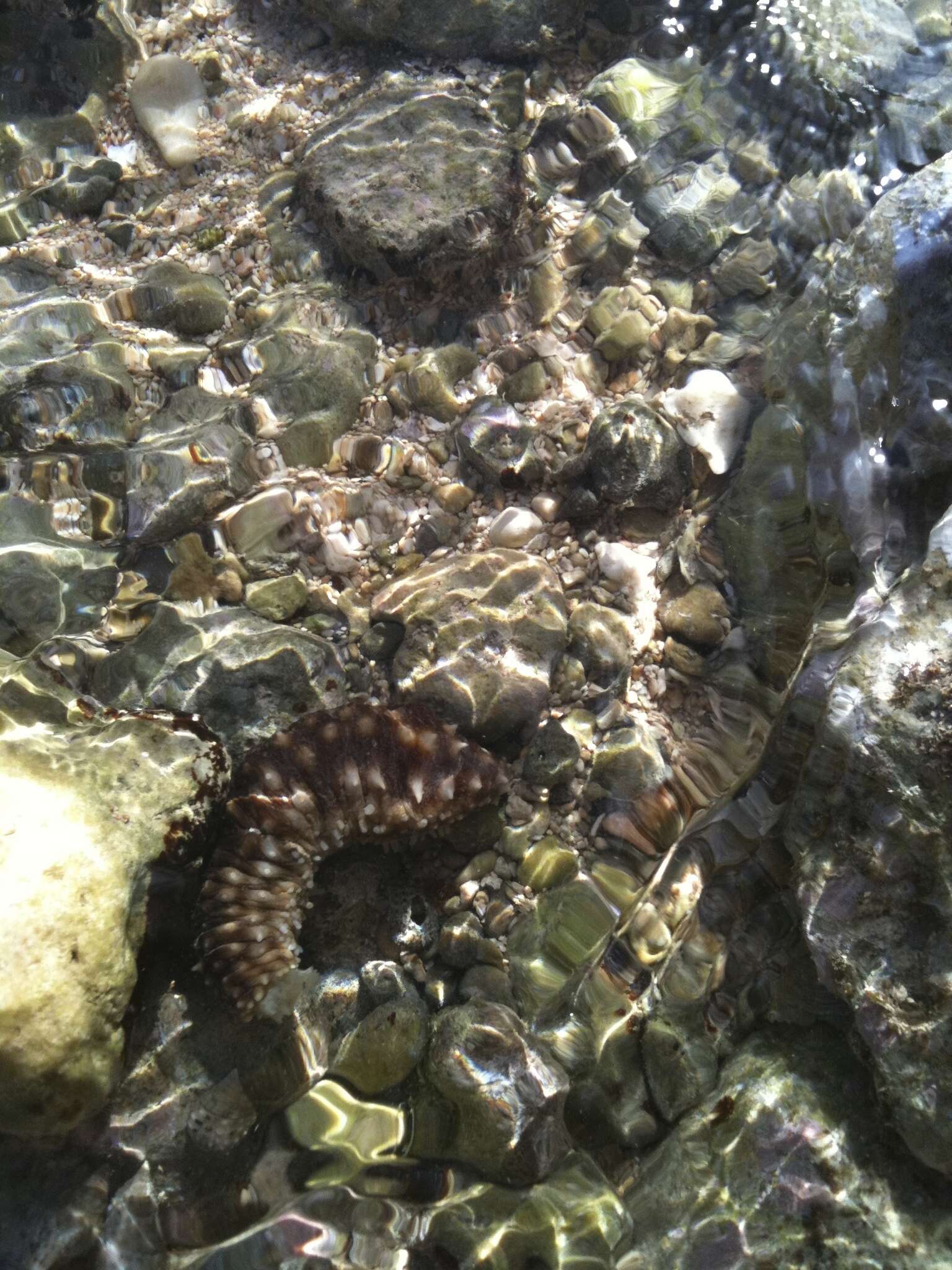 Image of Sand sifting sea cucumber