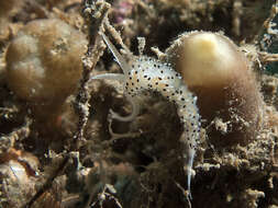 Image of Caloria elegans (Alder & Hancock 1845)