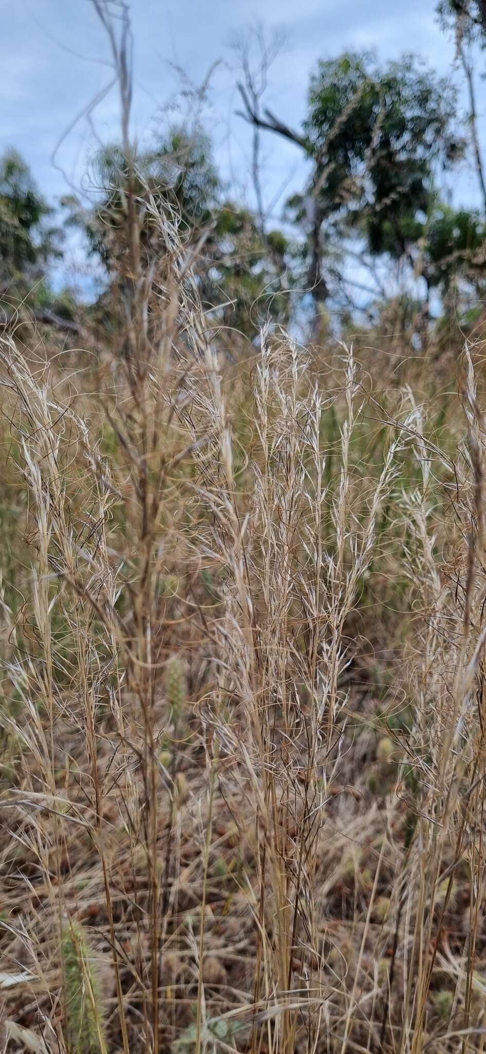 Image of Austrostipa nitida (Summerh. & C. E. Hubb.) S. W. L. Jacobs & J. Everett