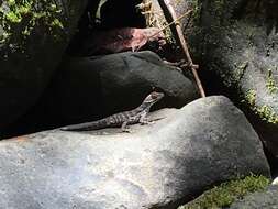 Image of Water  Anole