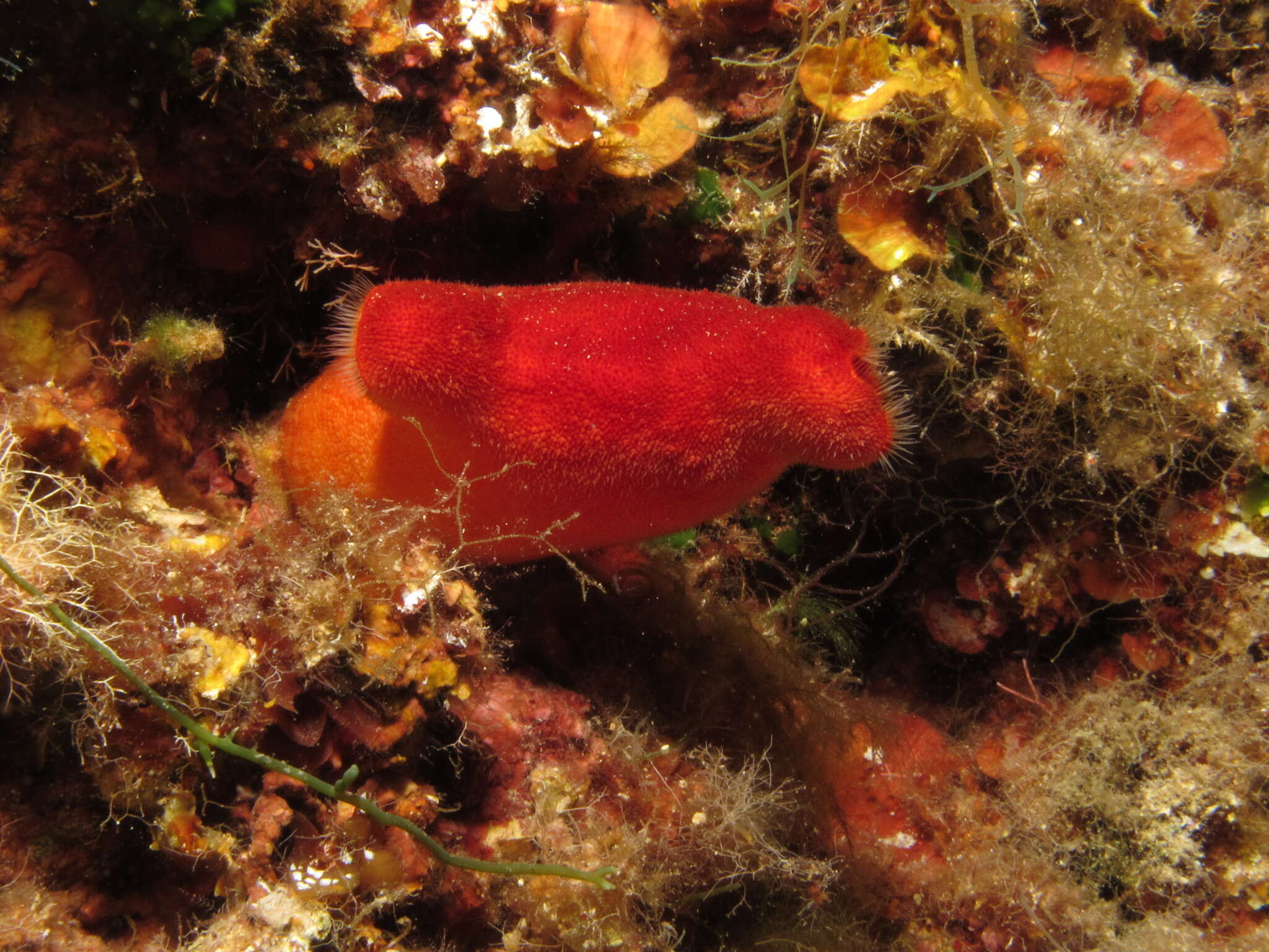 Image of red sea-squirt