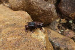 Image of Ansonia fuliginea (Mocquard 1890)