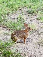 Image of Tres Marias Cottontail