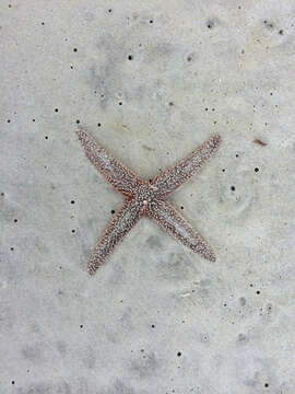 Image of Forbes sea star