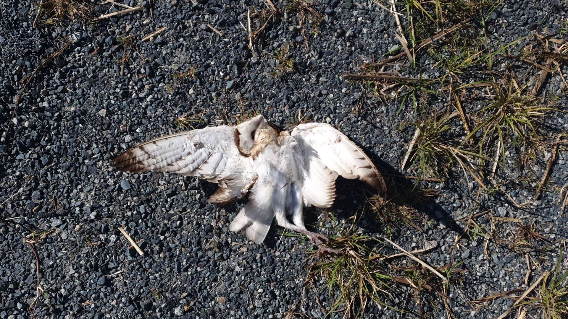 Image of Eastern Grass Owl