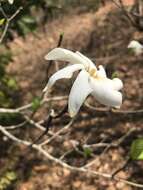 Image of Gardenia saxatilis Geddes