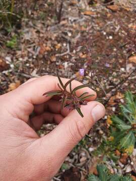 Image of Hemigenia pritzelii S. Moore