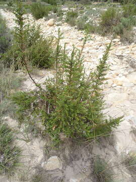 Слика од Cliffortia ilicifolia var. cordifolia (Lam.) Harv.