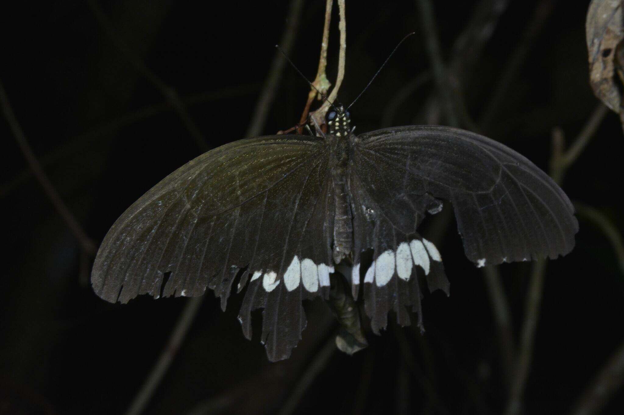 Image of <i>Papilio polytes ledebouria</i>