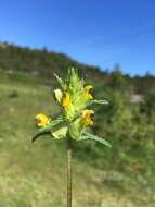 Image of Yellow rattle