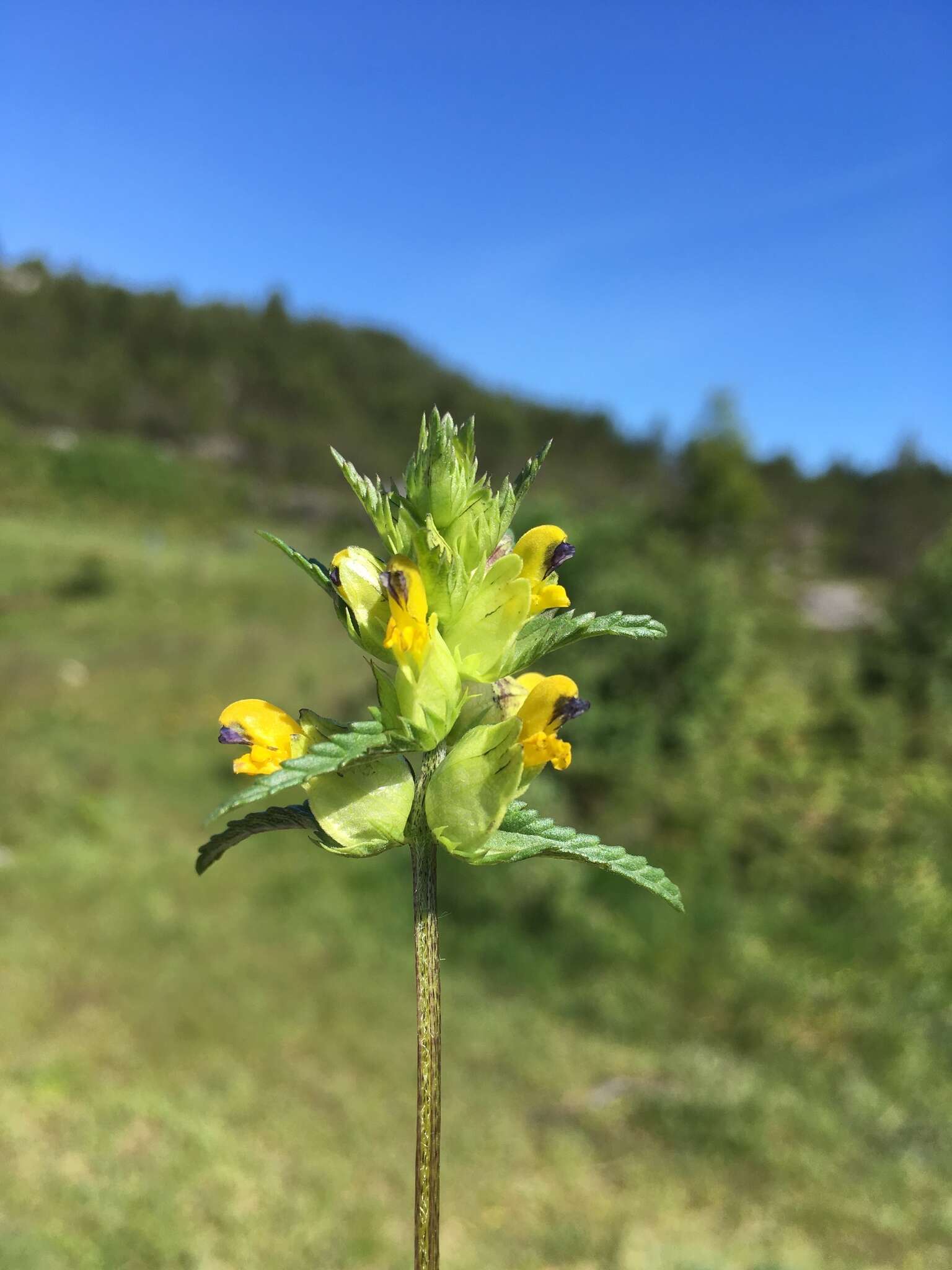 Plancia ëd Rhinanthus minor L.