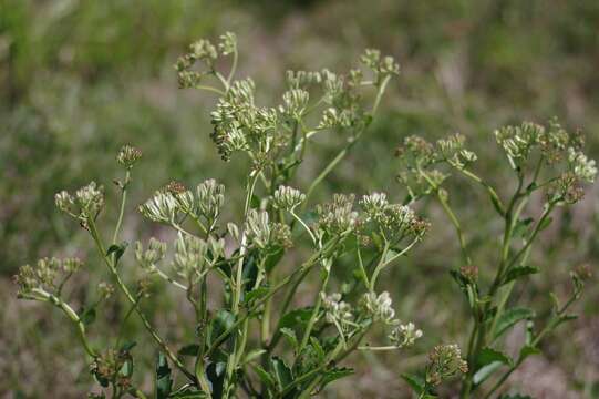 Arnoglossum floridanum (A. Gray) H. Robinson resmi