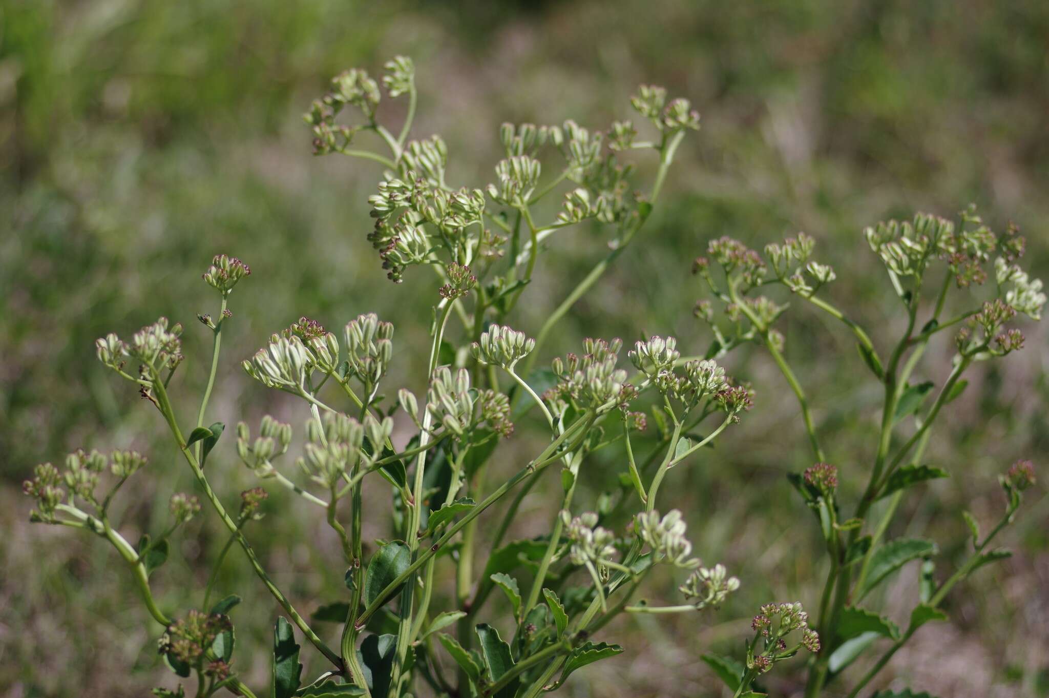 Image of Florida Indian plantain