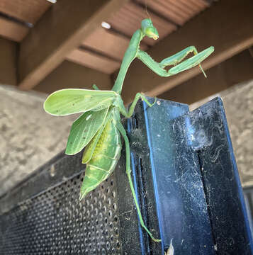 Image de Stagmomantis limbata Hahn 1835