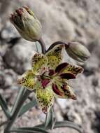 Image of Davidson's fritillary