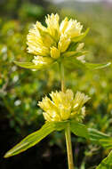 Image of Gentiana burseri subsp. burseri