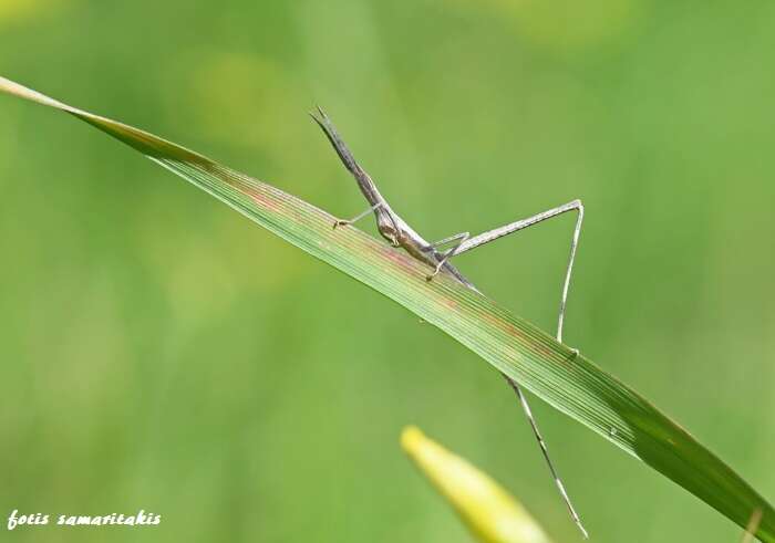 Acrida turrita (Linnaeus 1758)的圖片