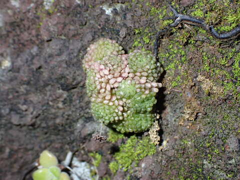 Image of Monanthes polyphylla subsp. polyphylla