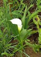 Image of pink arum lily