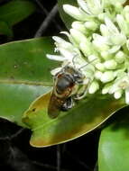 صورة Melipona fasciculata Smith 1854