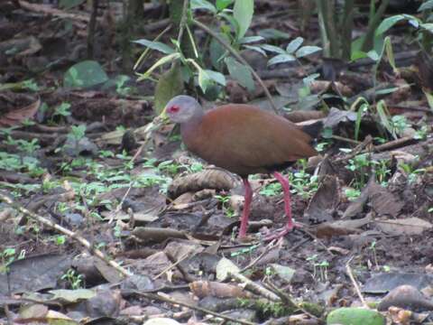 Image of Brown Wood Rail