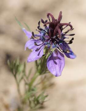 Image of black bread weed