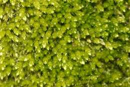 Image of plagiothecium moss