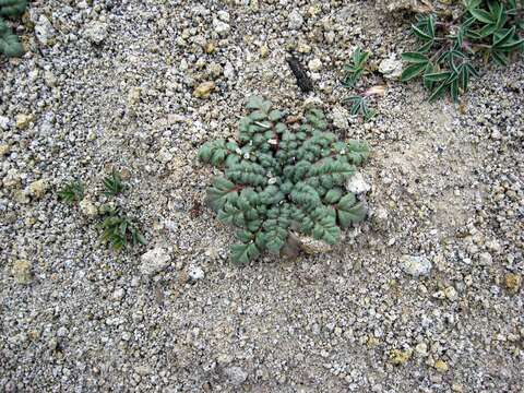 Sivun Phacelia bakeri (Brand) J. F. Macbr. kuva