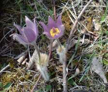 Image de Pulsatilla grandis subsp. grandis