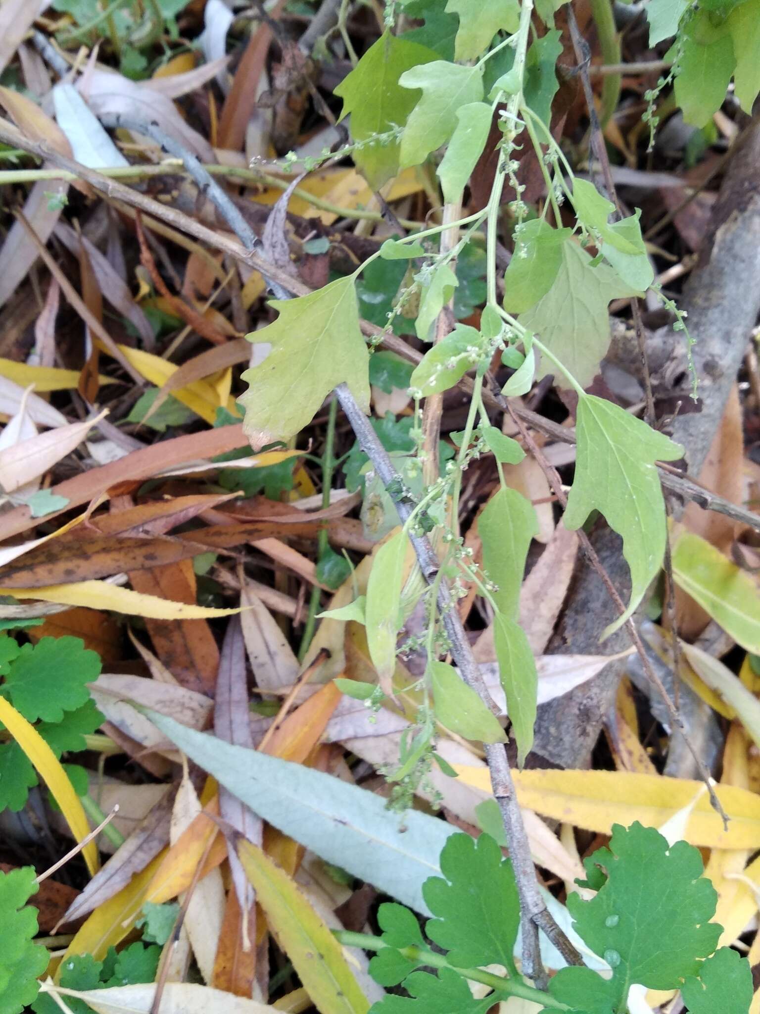 Chenopodium ucrainicum的圖片