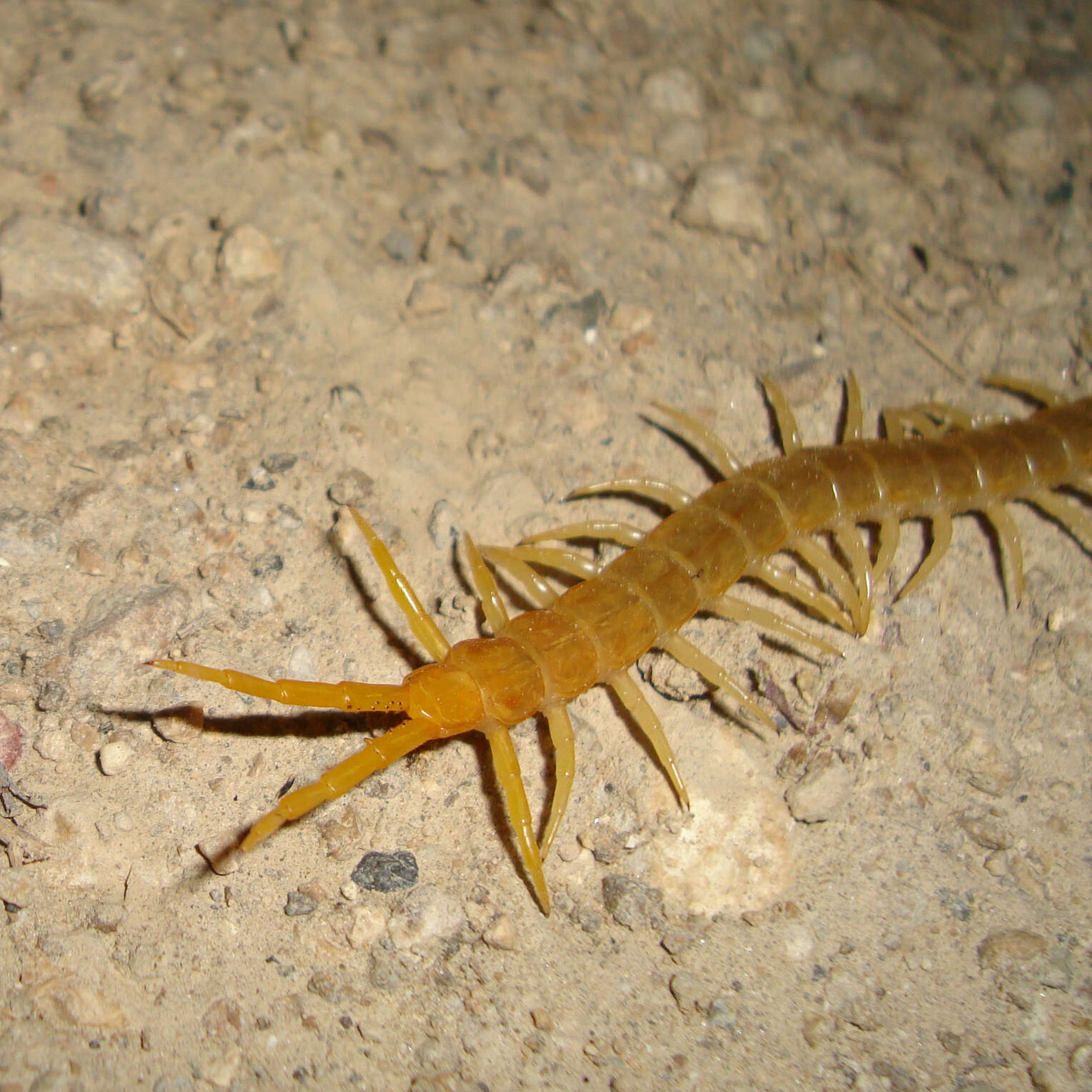 Image of Dog-toothed Giant Centipede